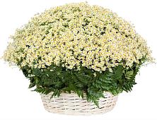 Цветочная композиция из Ромашки в корзине #REPLACE_PRED# Донское Калининградской области